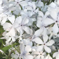 Phlox divaricata May Breeze - Un tapis blanc dès le printemps