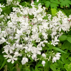 Phlox divaricata May Breeze - Un tapis blanc dès le printemps