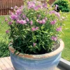2 Phlox forever pink - 5 mois de fleurs roses