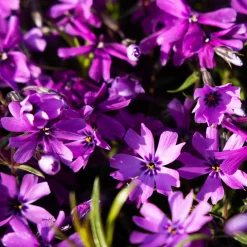 Phlox mousse Atropurpurea - Un tapis de fleurs au sol