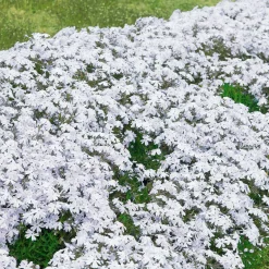 3 Phlox mousse blancs - Un tapis blanc dès le printemps