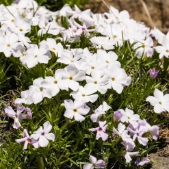 3 Phlox mousse blancs - Un tapis blanc dès le printemps