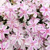 Phlox mousse Candy Stripes - Un tapis fleuri sans effort
