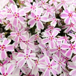 Phlox mousse Candy Stripes - Un tapis fleuri sans effort