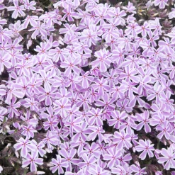 Phlox mousse Candy Stripes - Un tapis fleuri sans effort