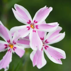 Phlox mousse Candy Stripes - Un tapis fleuri sans effort