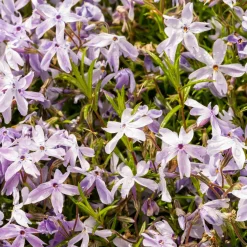 Phlox mousse G.F. Wilson - Un tapis fleuri sans effort