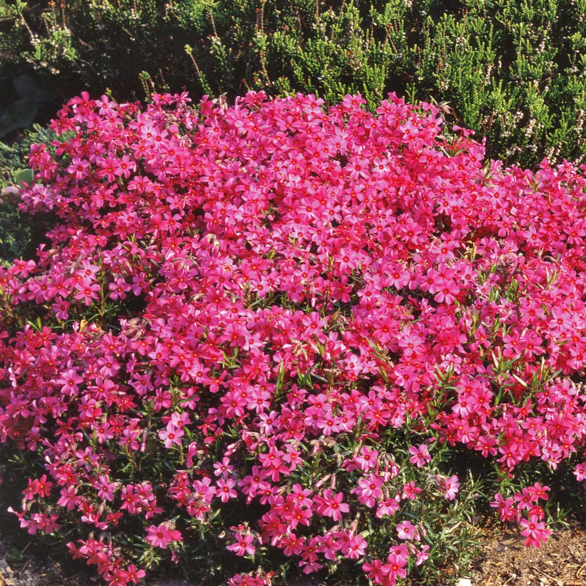 Phlox mousse Moerheimii roses - Un tapis de fleurs au sol
