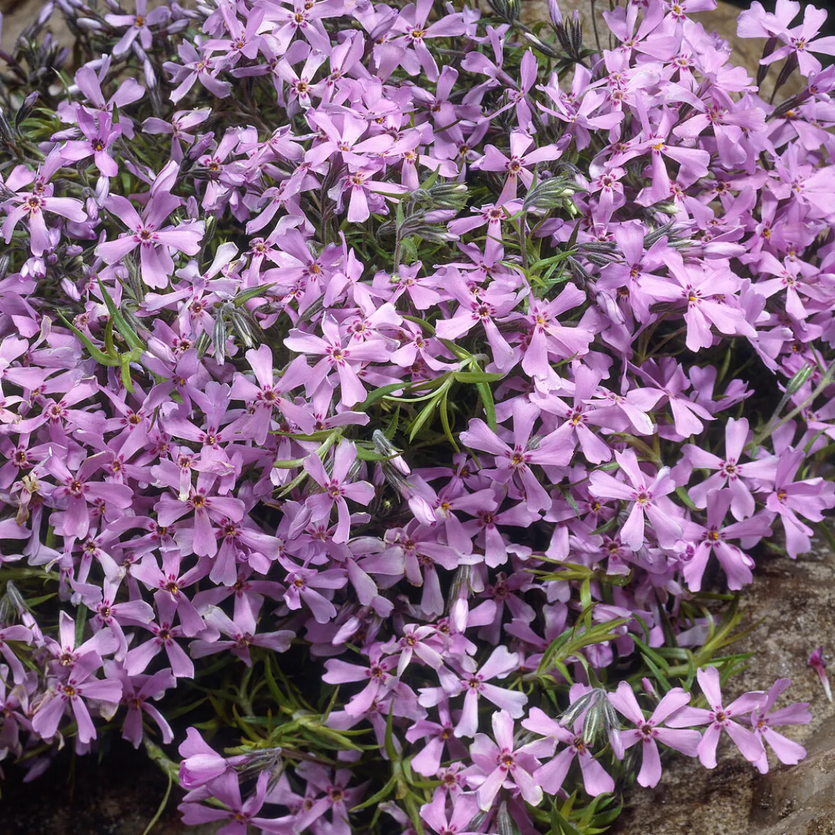Phlox mousse Moerheimii roses - Un tapis de fleurs au sol