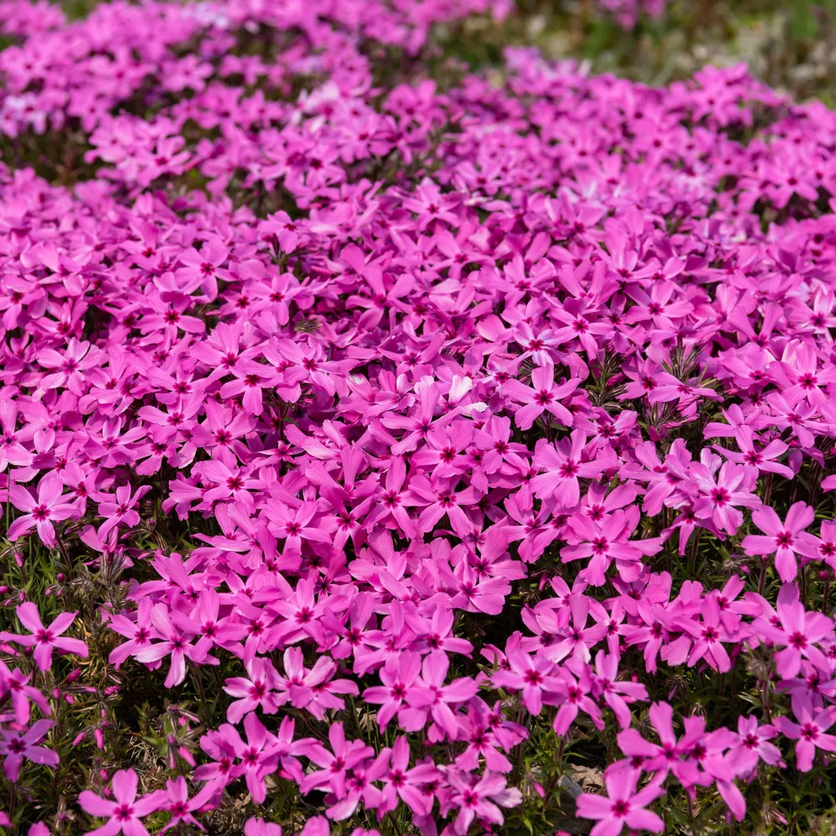 Phlox mousse Moerheimii roses - Un tapis de fleurs au sol