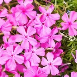 3 Phlox mousse rose pâle - Un tapis rose en un printemps