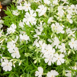 Phlox mousse White Delight - Un tapis blanc en un printemps