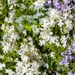 Phlox mousse White Delight - Un tapis blanc en un printemps