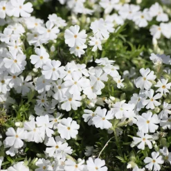 Phlox mousse White Delight - Un tapis blanc en un printemps