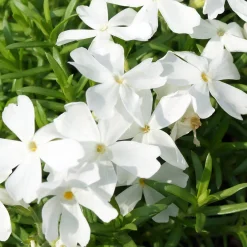 Phlox mousse White Delight - Un tapis blanc en un printemps