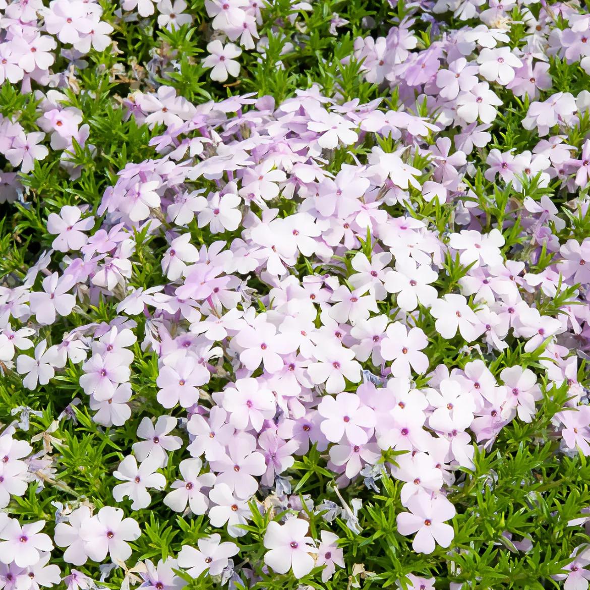 Phlox nain Lilac Cloud - Un tapis fleuri sans effort