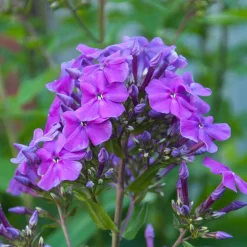 Phlox paniculé Amethyst - L'été violet qui parfume