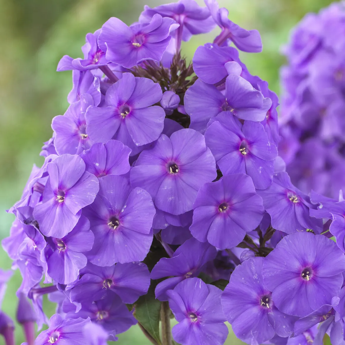 Phlox paniculé Amethyst - L'été violet qui parfume