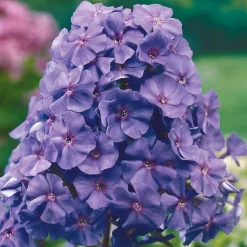 Phlox paniculé Amethyst - L'été violet qui parfume