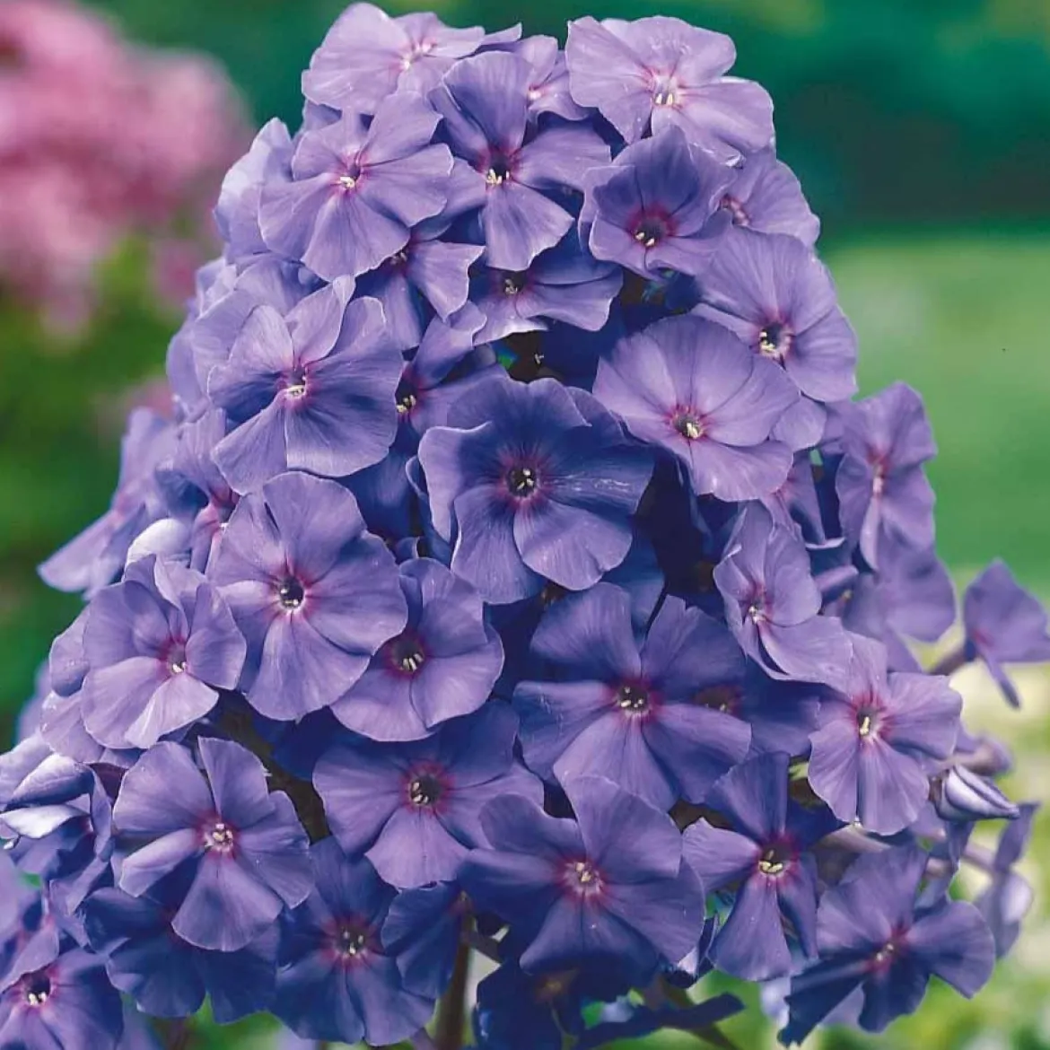 Phlox paniculé Amethyst - L'été violet qui parfume