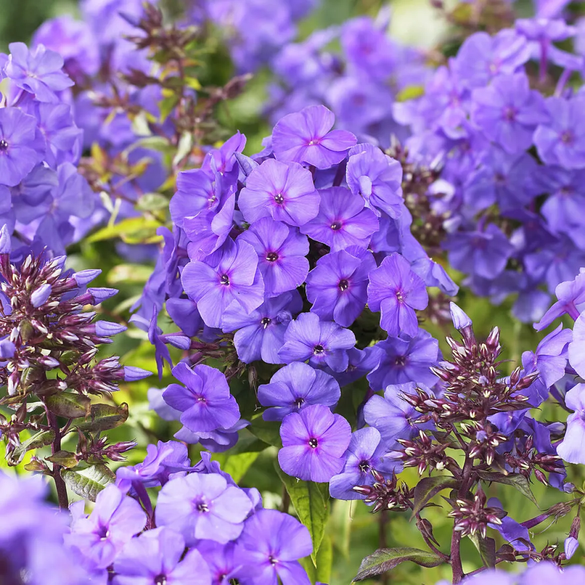 Phlox paniculé Amethyst - L'été violet qui parfume