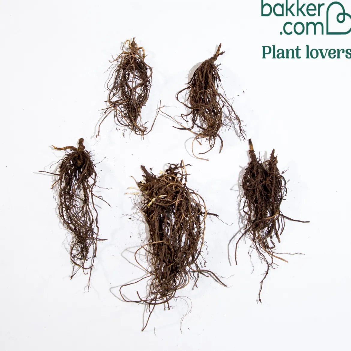 Phlox paniculé Amethyst - L'été violet qui parfume