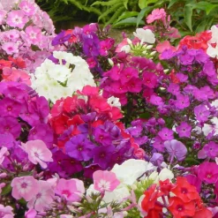 5 Phlox paniculata en mélange - Un parfum d'été au jardin