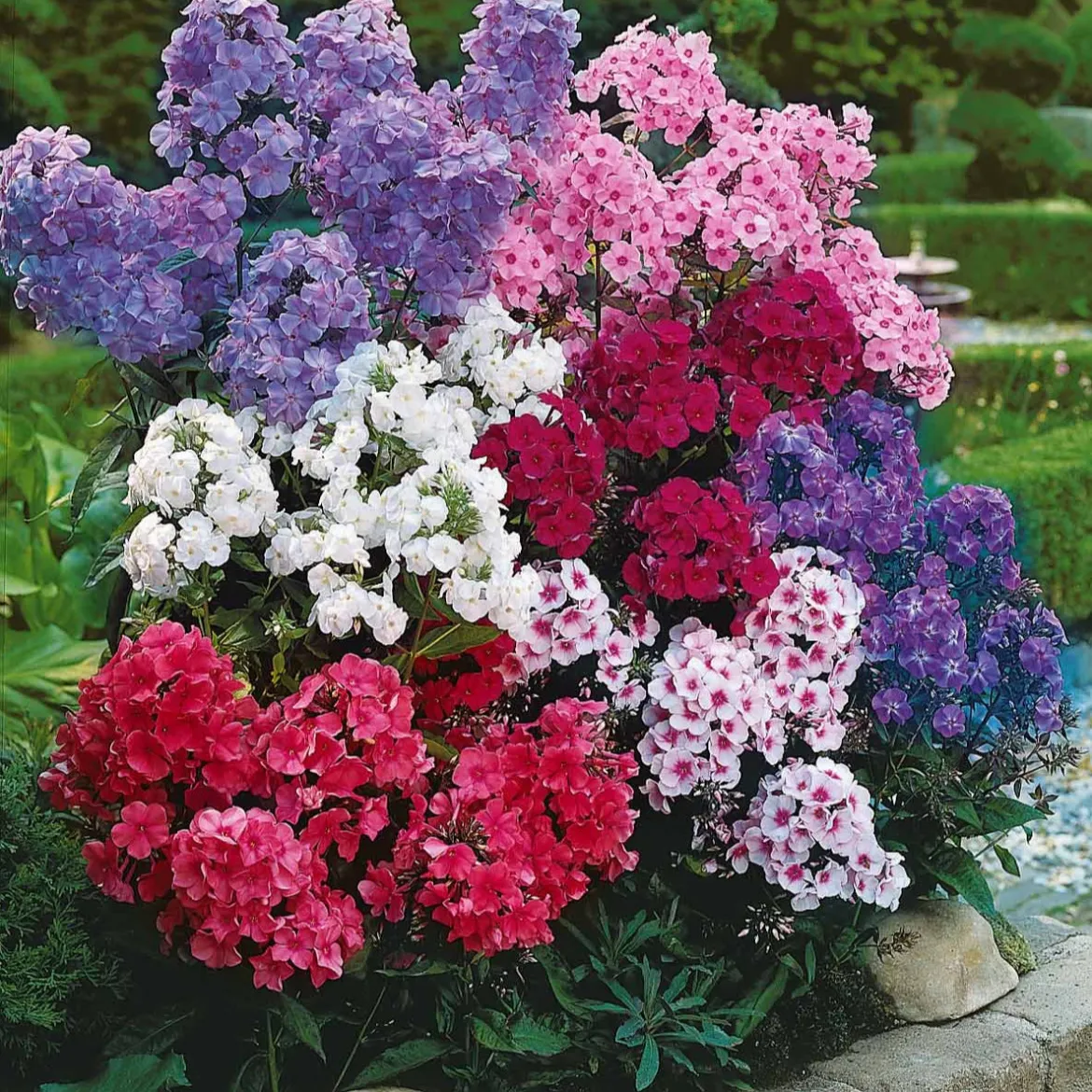 5 Phlox paniculata en mélange - Un parfum d'été au jardin