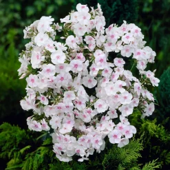 Phlox paniculata Miss Holland - Nuage blanc tout l'été