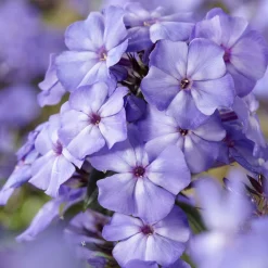 Phlox paniculé Blue Paradise - Le bleu qui change de teinte