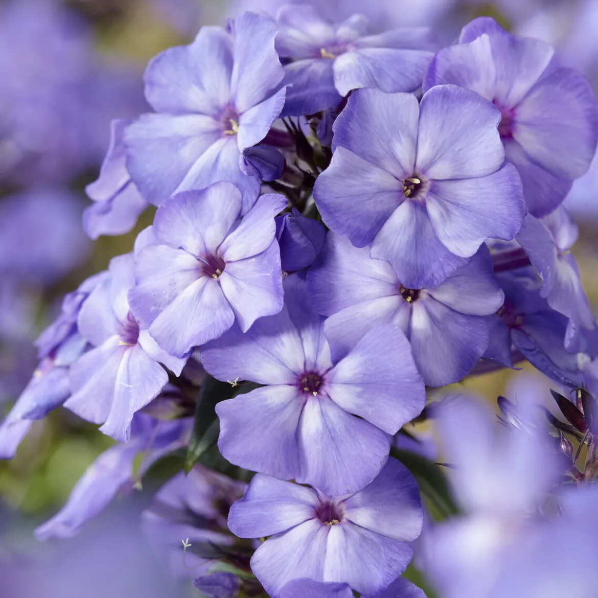 Phlox paniculé Blue Paradise - Le bleu qui change de teinte
