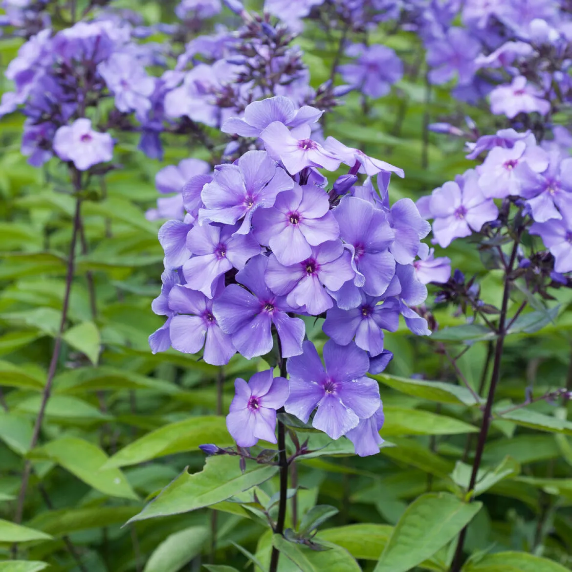 Phlox paniculé Blue Paradise - Le bleu qui change de teinte
