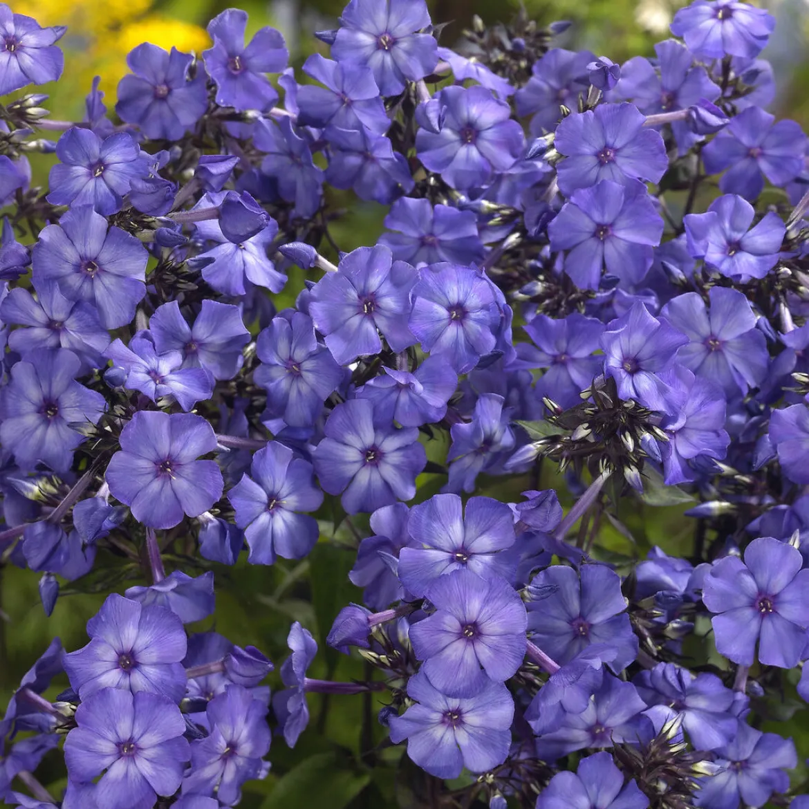 Phlox paniculé Blue Paradise - Le bleu qui change de teinte