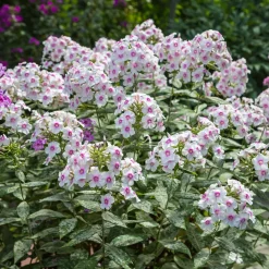 Phlox paniculé Europa - Massif fleuri tout l'été