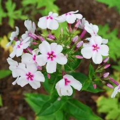 Phlox paniculé Europa - Massif fleuri tout l'été