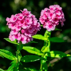 Phlox paniculé Eva Cullum - Un massif rose parfumé