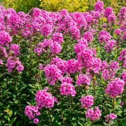 Phlox paniculé Eva Cullum - Un massif rose parfumé