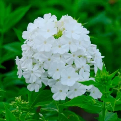 Phlox paniculé Fujiyama - Blanc pur tout l'été