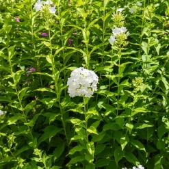 Phlox paniculé Fujiyama - Blanc pur tout l'été