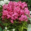 Phlox paniculé Rijnstroom - Parfum et couleur tout l'été