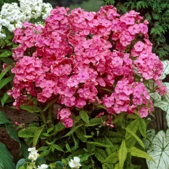 Phlox paniculé Rijnstroom - Parfum et couleur tout l'été