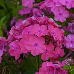 Phlox paniculé Rijnstroom - Parfum et couleur tout l'été
