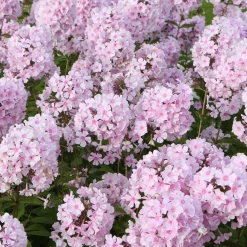 Phlox paniculé Rosa Pastel - Nuages roses tout l'été