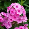 3 Phlox paniculé rose vif - Un parfum sucré tout l'été