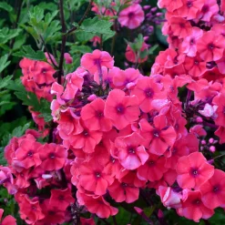 Phlox paniculé Starfire - Le rouge qui illumine l'été