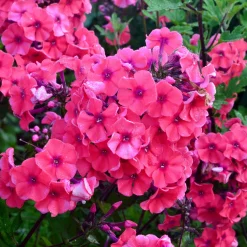Phlox paniculé Starfire - Le rouge qui illumine l'été
