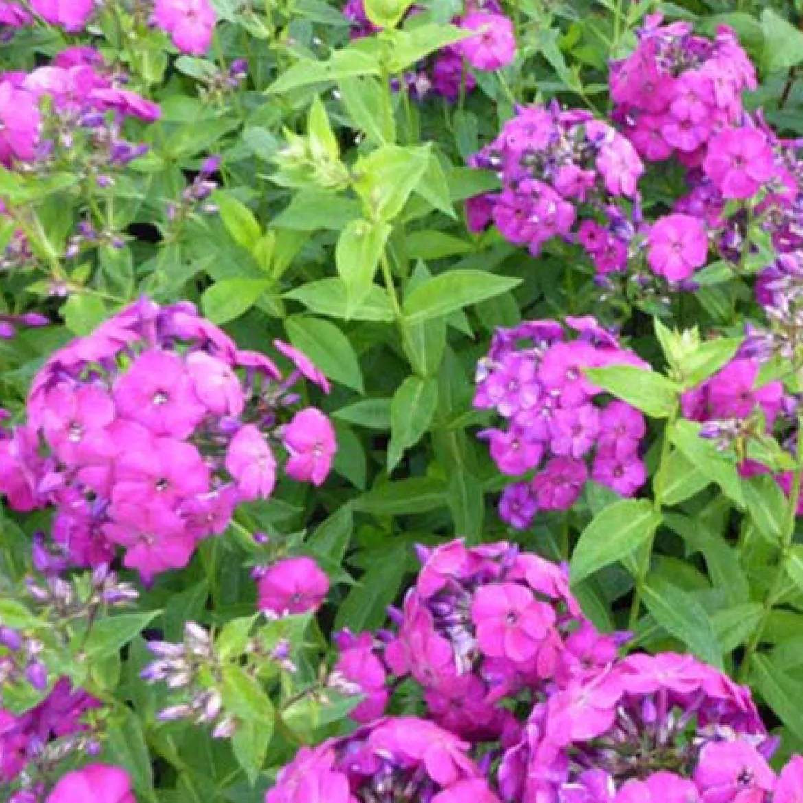 Phlox paniculé The King - Violet intense tout l'été