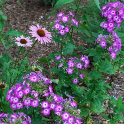 Phlox paniculé Uspech - Un été violet et parfumé
