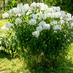 Phlox paniculé White Admiral - Un nuage blanc parfumé