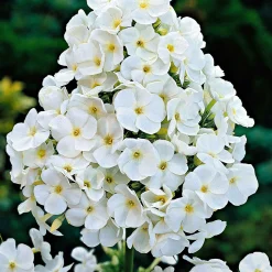 Phlox paniculé White Admiral - Un nuage blanc parfumé